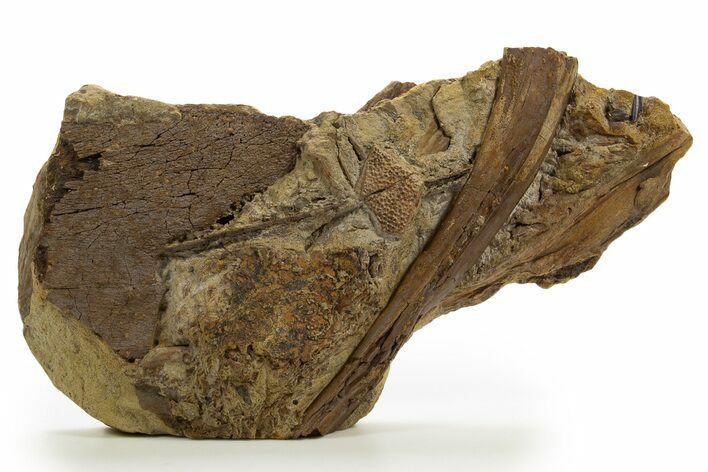 Hadrosaur Teeth, Bones & Turtle Shell in Sandstone - Wyoming #331105